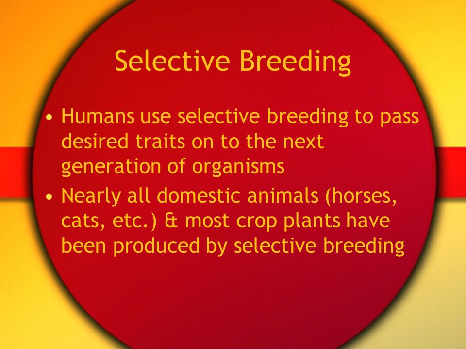 Selective Breeding Humans use selective breeding to pass desired traits on to the next generation of organisms.