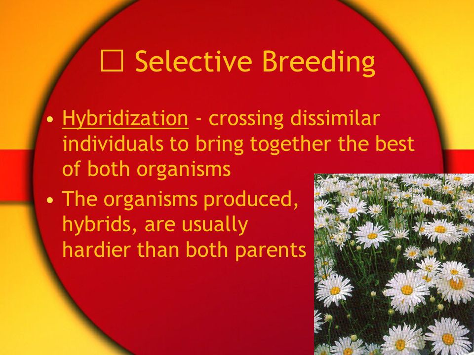  Selective Breeding Hybridization - crossing dissimilar individuals to bring together the best of both organisms.