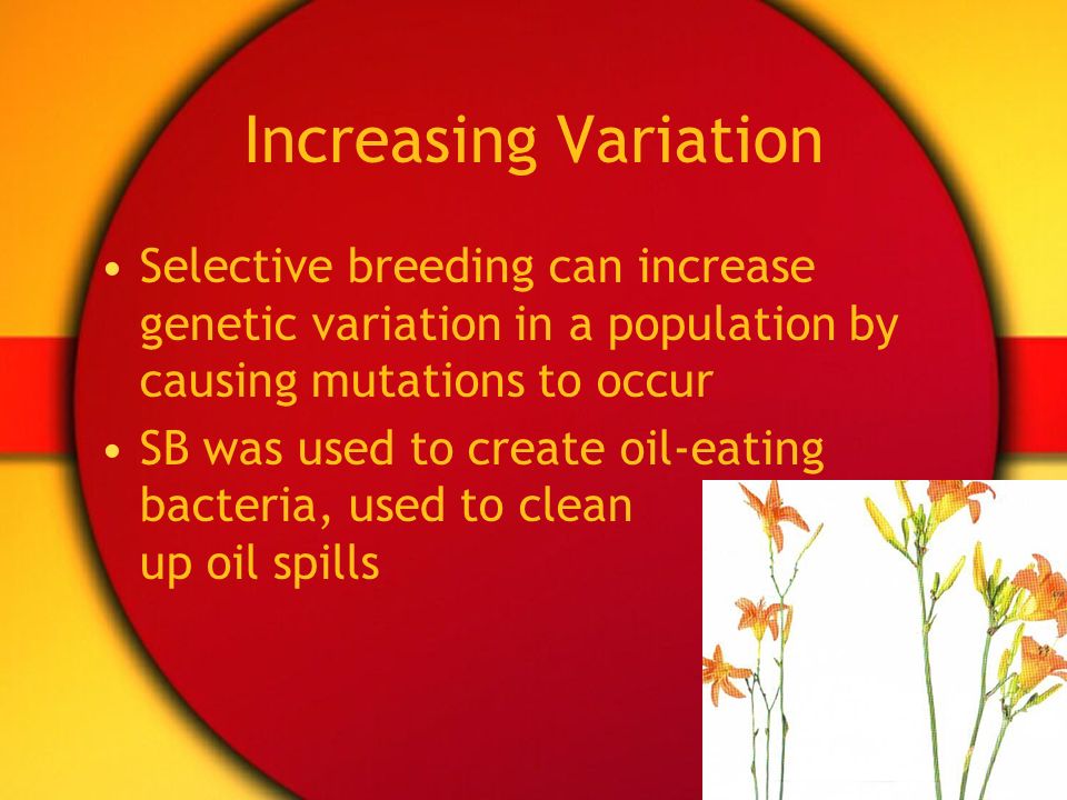 Increasing Variation Selective breeding can increase genetic variation in a population by causing mutations to occur.