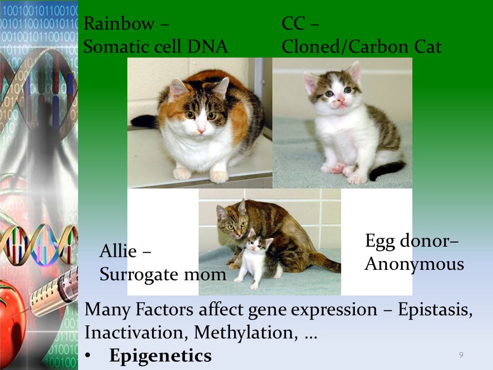 Rainbow – Somatic cell DNA. CC – Cloned/Carbon Cat. Egg donor– Anonymous. Allie – Surrogate mom.