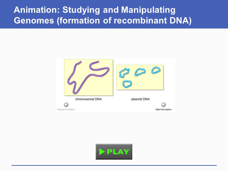 Animation: Studying and Manipulating Genomes (formation of recombinant DNA)
