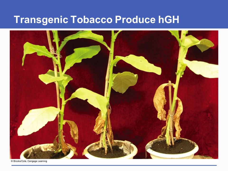 Transgenic Tobacco Produce hGH