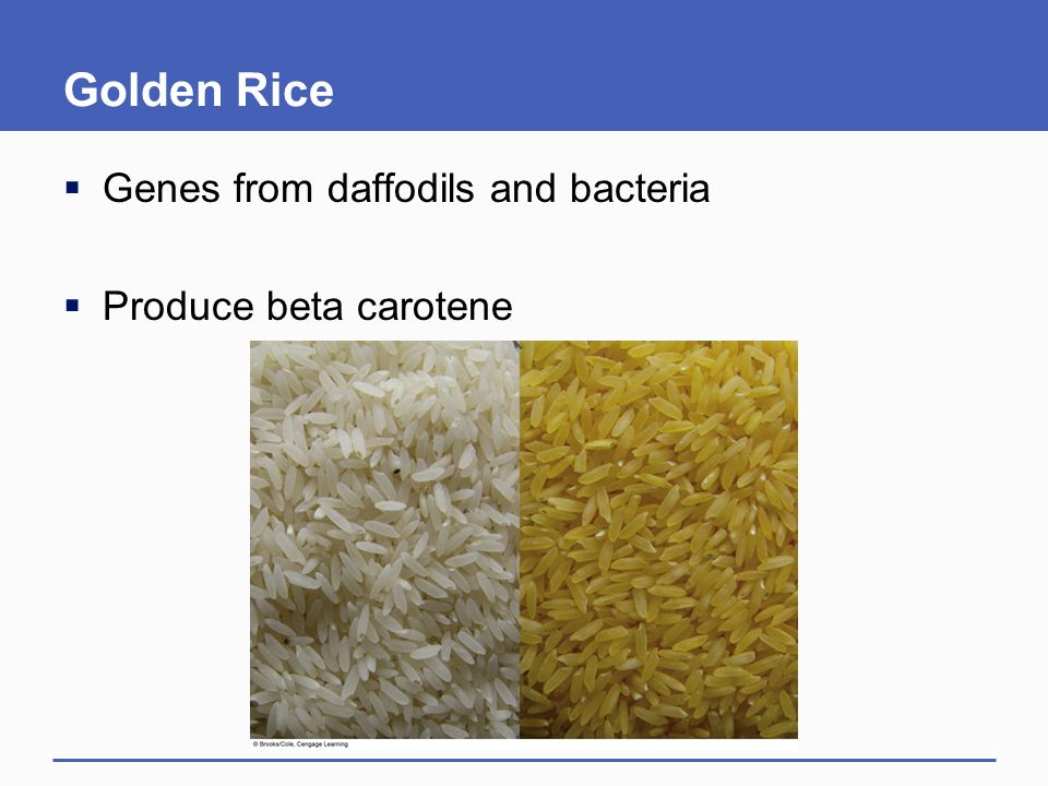 Golden Rice Genes from daffodils and bacteria Produce beta carotene
