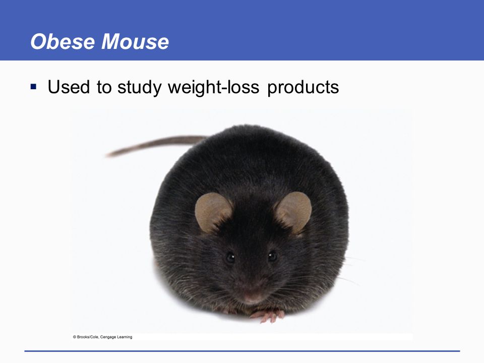 Obese Mouse Used to study weight-loss products