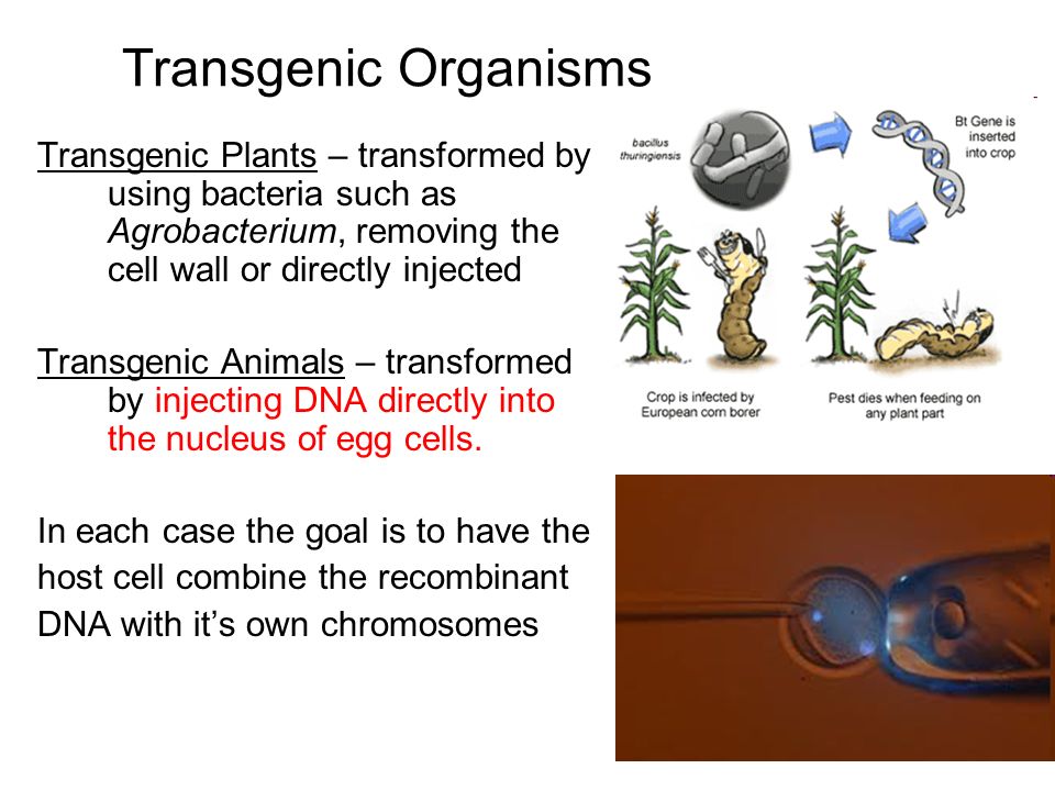 Transgenic Organisms Transgenic Plants – transformed by using bacteria such as Agrobacterium, removing the cell wall or directly injected.