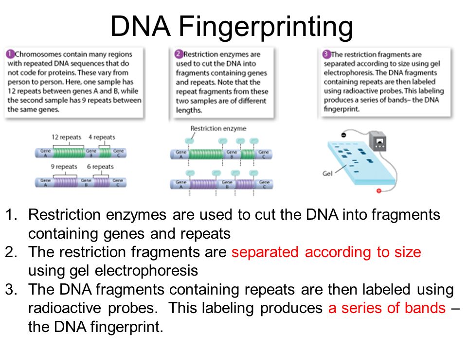 DNA Fingerprinting Restriction enzymes are used to cut the DNA into fragments containing genes and repeats.