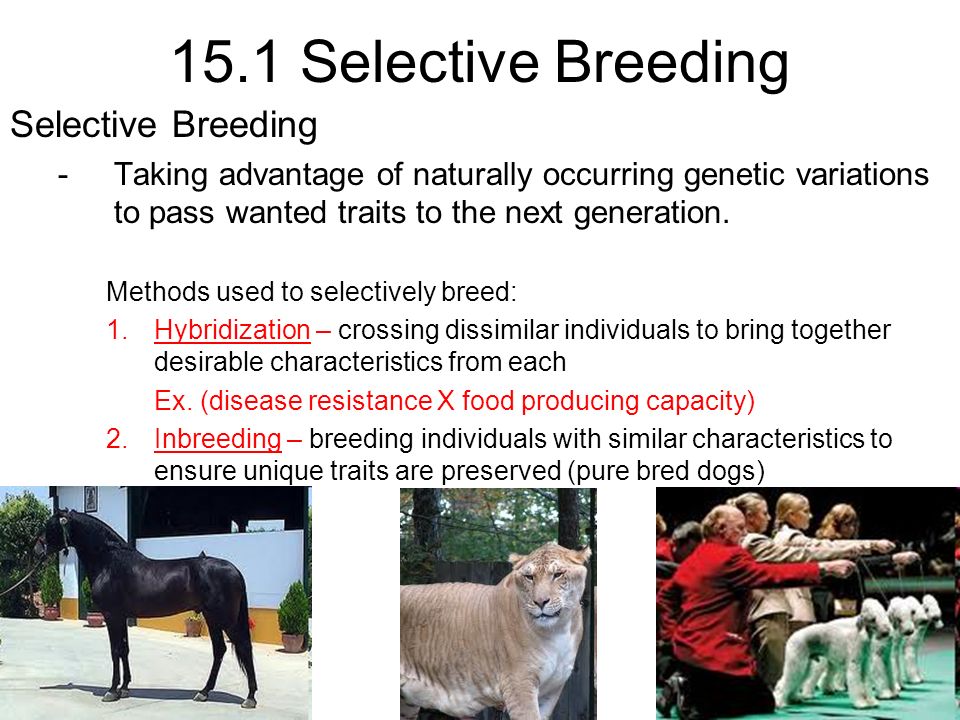15.1 Selective Breeding Selective Breeding
