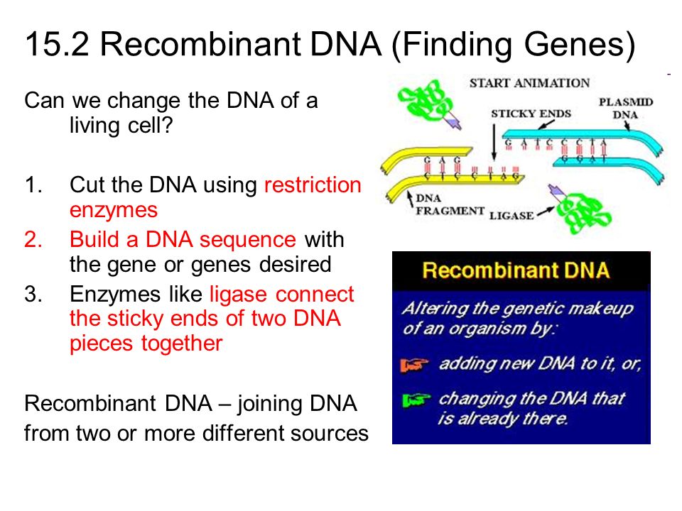 15.2 Recombinant DNA (Finding Genes)