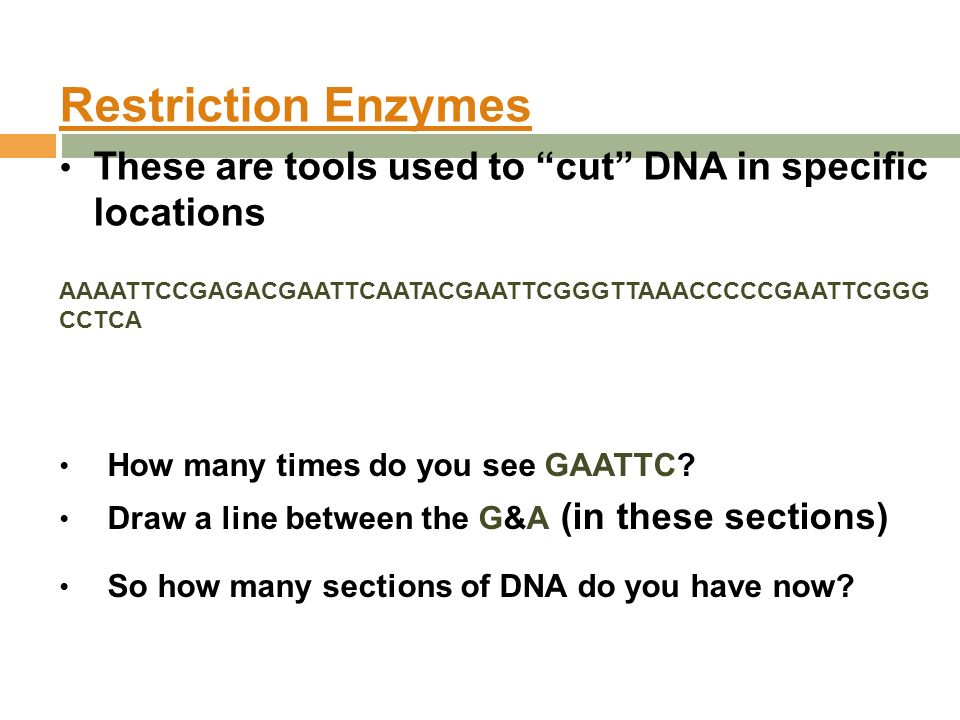 Restriction Enzymes These are tools used to cut DNA in specific locations. AAAATTCCGAGACGAATTCAATACGAATTCGGGTTAAACCCCCGAATTCGGGCCTCA.