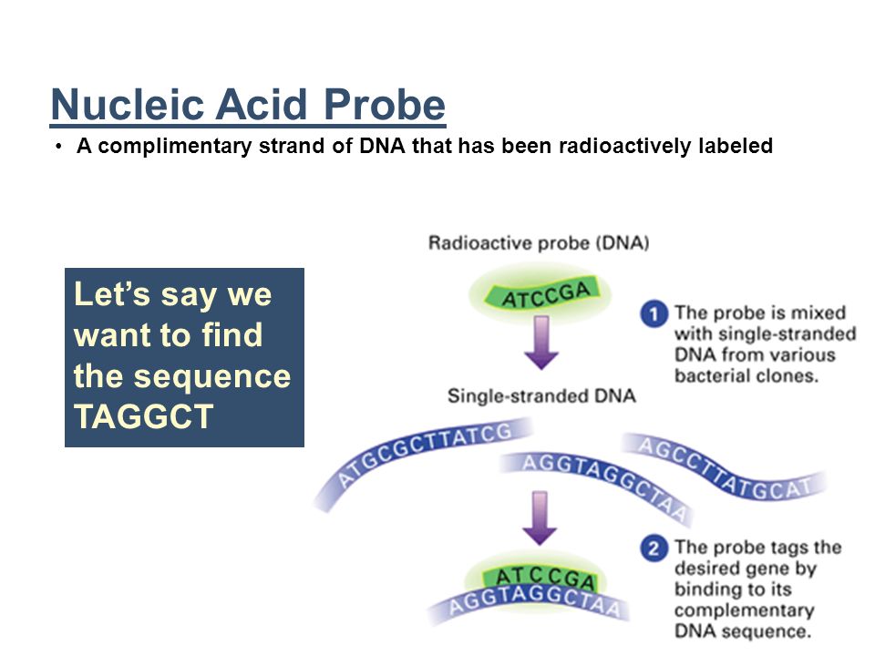 Nucleic Acid Probe Let’s say we want to find the sequence TAGGCT