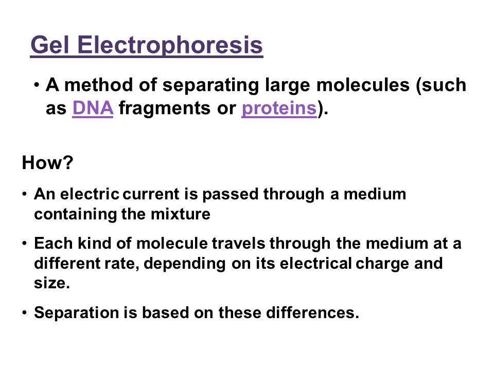 Gel Electrophoresis A method of separating large molecules (such as DNA fragments or proteins). How