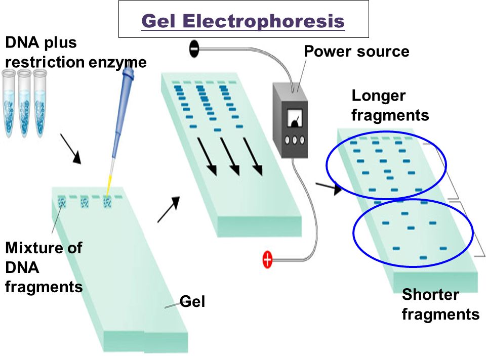 Gel Electrophoresis DNA plus restriction enzyme Power source