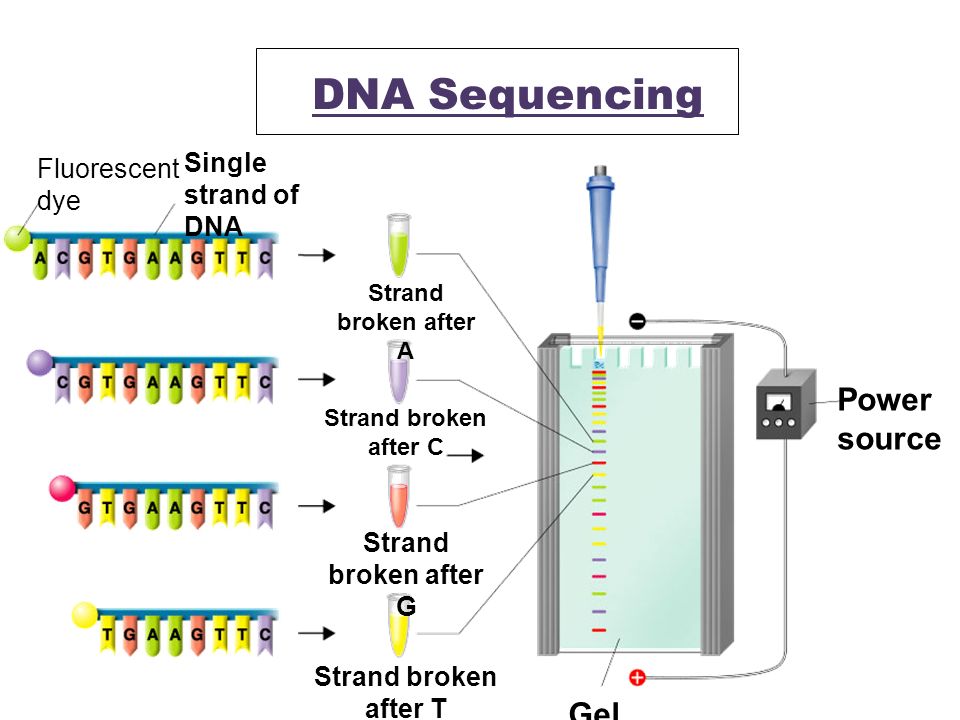 DNA Sequencing Power source Gel Single strand of DNA Fluorescent dye