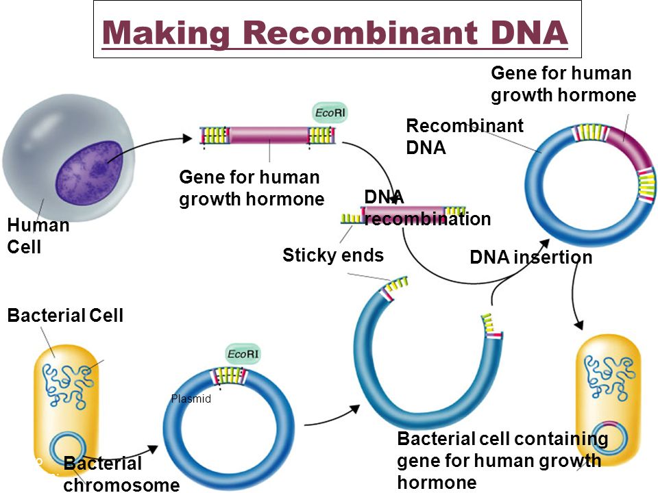 Making Recombinant DNA