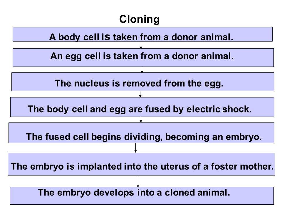 Cloning A body cell is taken from a donor animal.