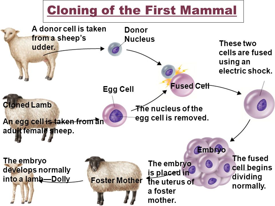 Cloning of the First Mammal