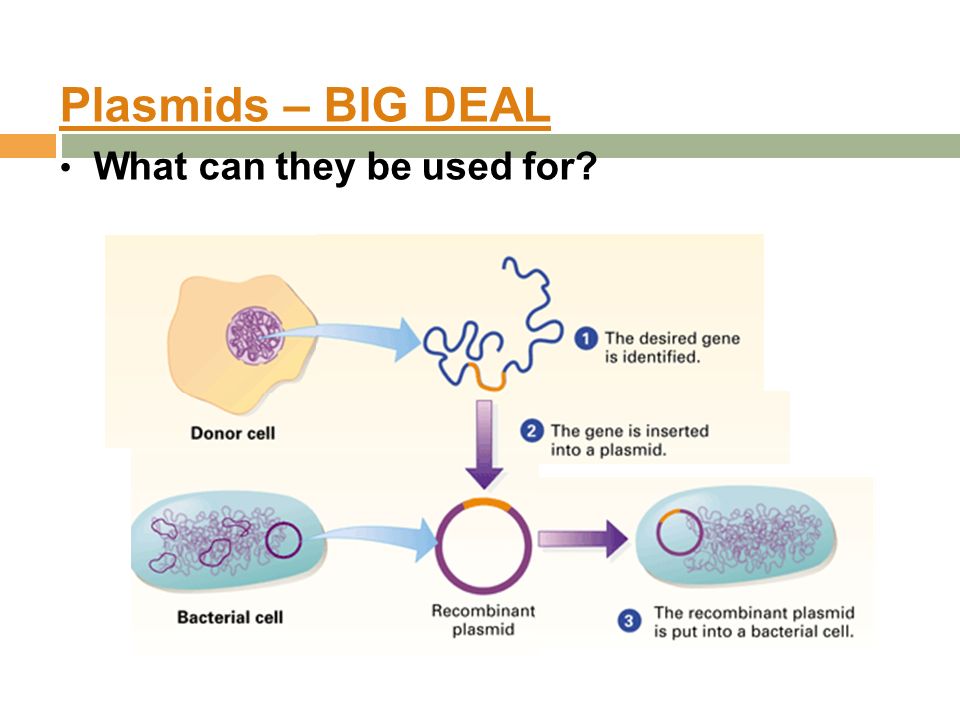 Plasmids – BIG DEAL What can they be used for