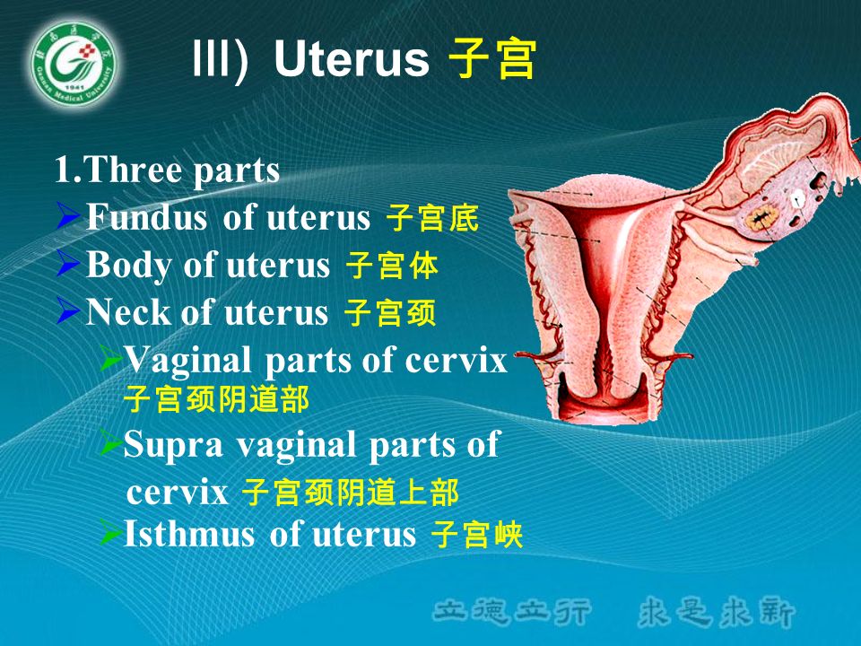 Vaginal,vaginalis uterus 子宫底 body of uterus 子宫体 neck of uterus 子宫颈vaginal