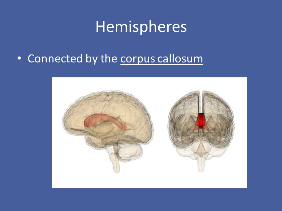 Hemispheres Connected by the corpus callosum