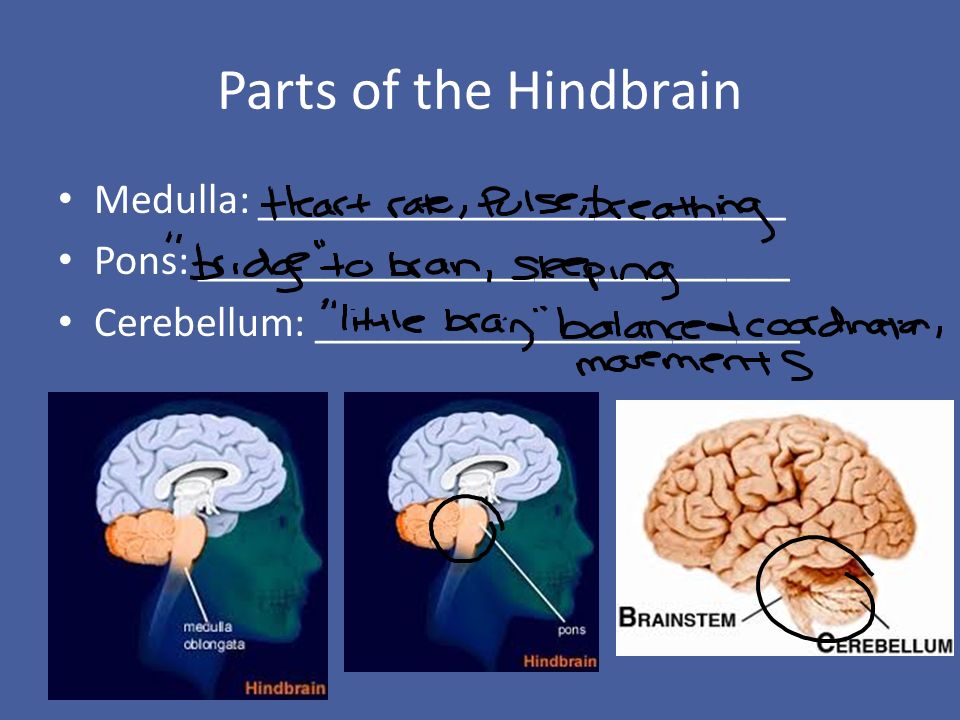 Parts of the Hindbrain Medulla: _________________________