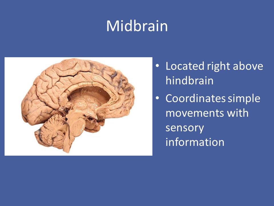 Midbrain Located right above hindbrain