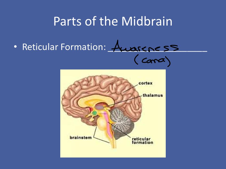 Parts of the Midbrain Reticular Formation: ____________________