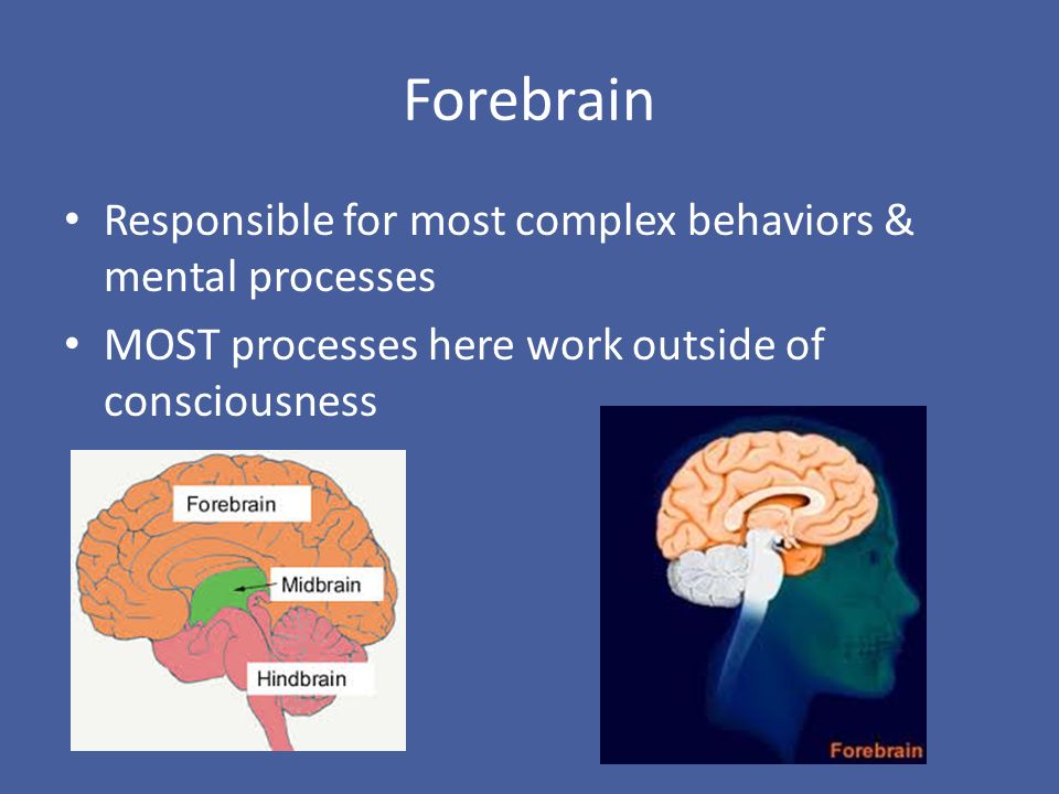 Forebrain Responsible for most complex behaviors & mental processes