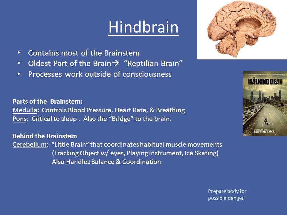 Hindbrain Contains most of the Brainstem
