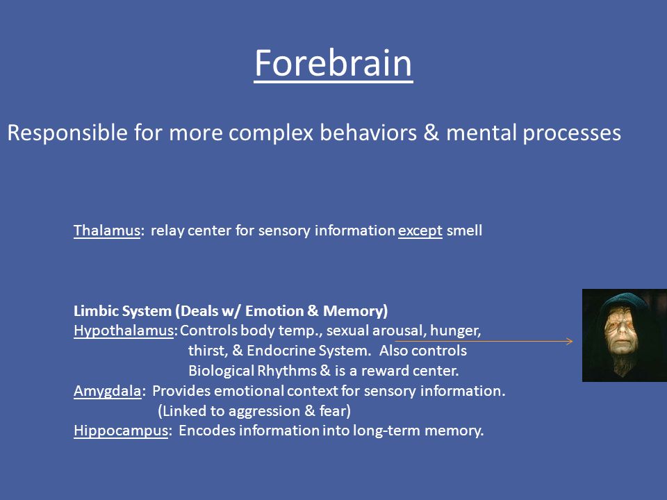 Forebrain Responsible for more complex behaviors & mental processes