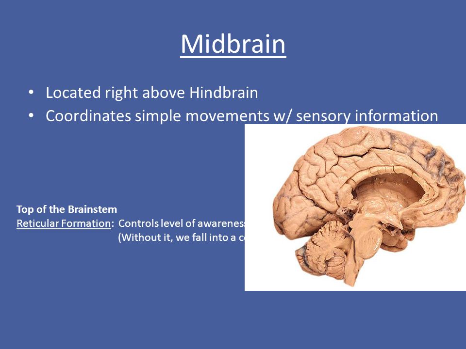 Midbrain Located right above Hindbrain