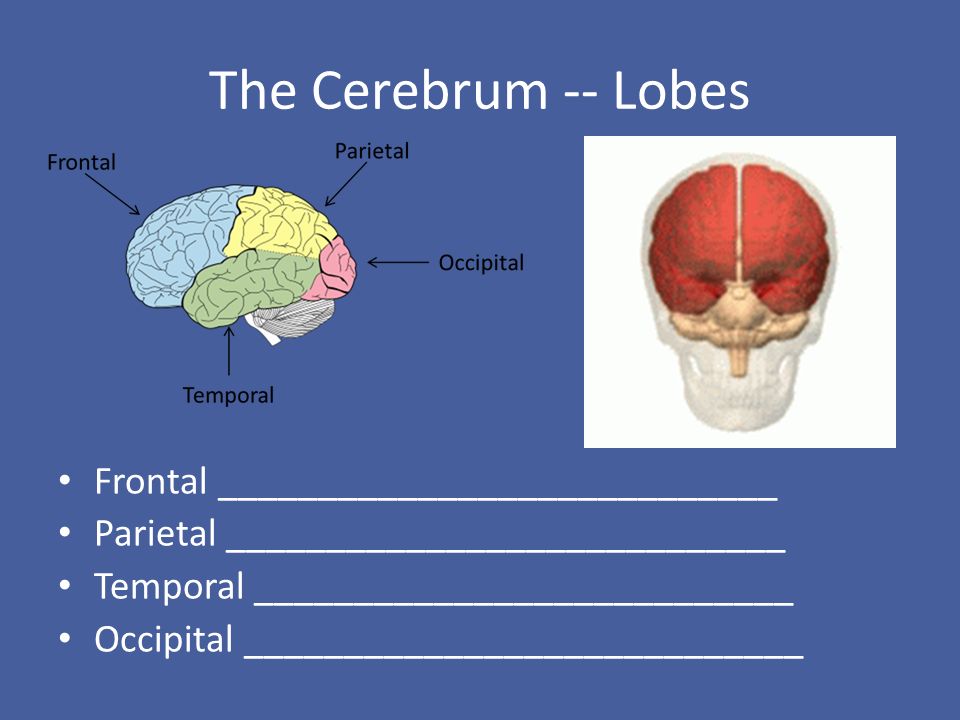 The Cerebrum -- Lobes Frontal ____________________________