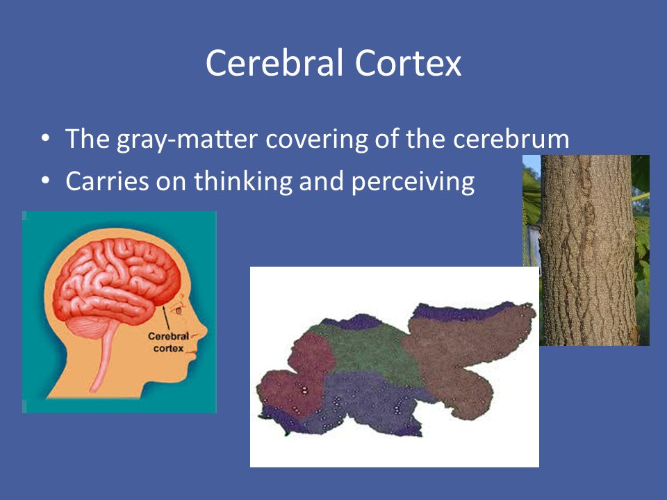 Cerebral Cortex The gray-matter covering of the cerebrum