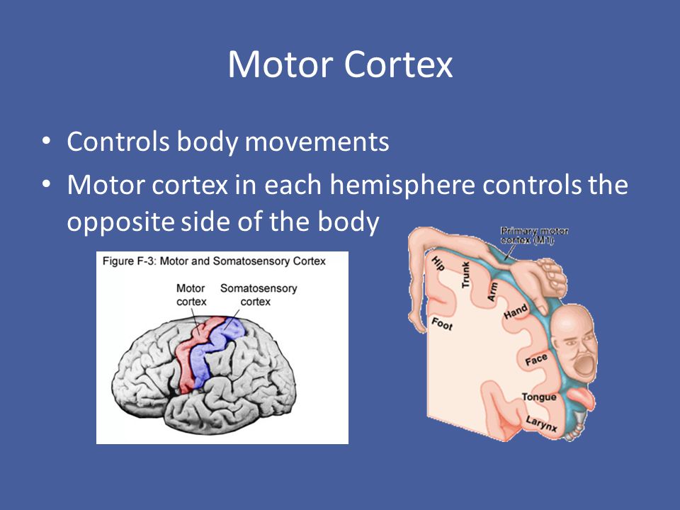 Motor Cortex Controls body movements