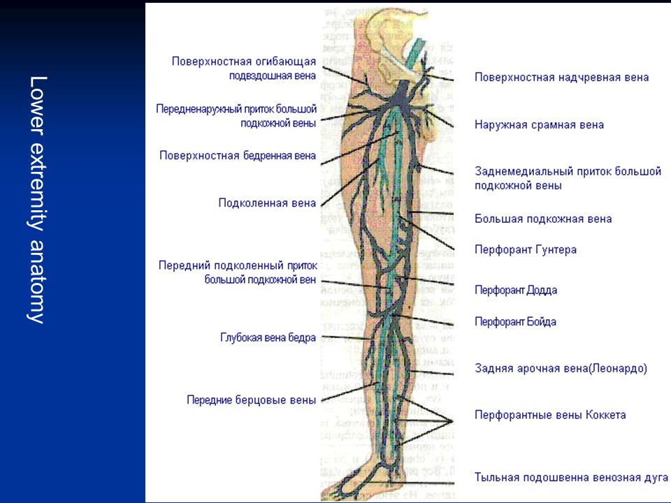 Вены На Ногах Анатомия