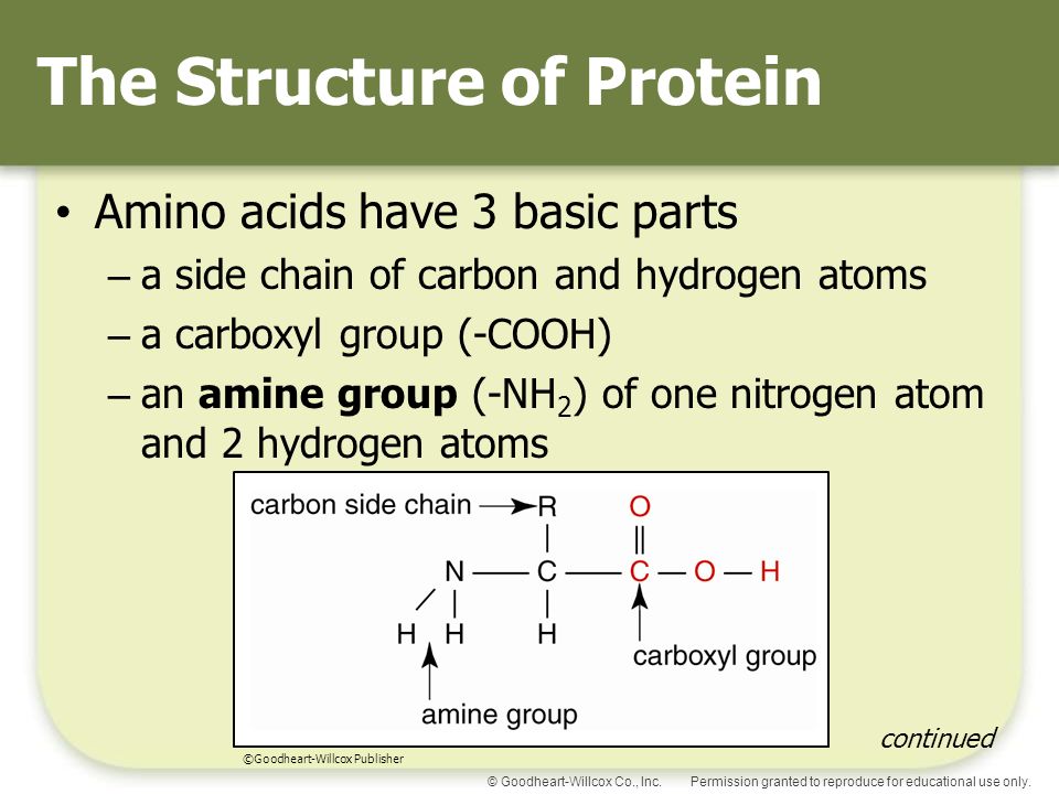 The Structure of Protein