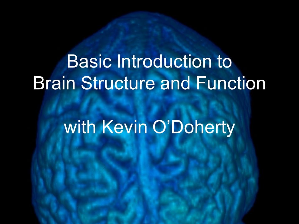 Basic Introduction to Brain Structure and Function with Kevin O’Doherty
