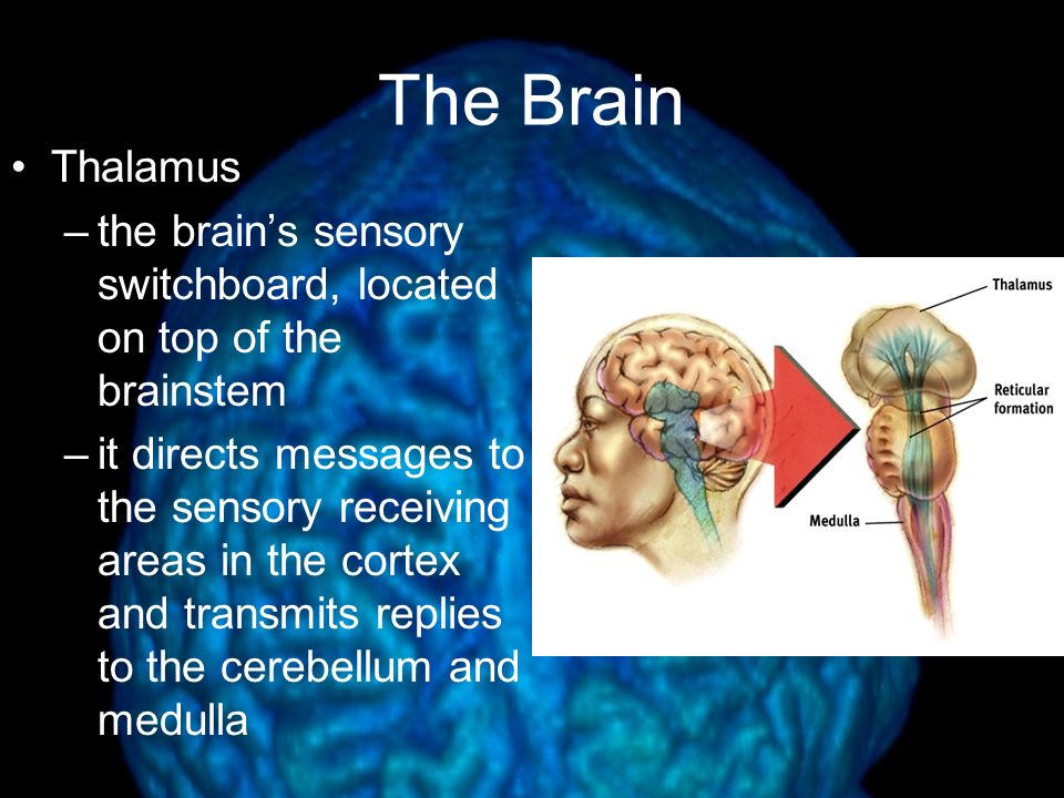 The Brain Thalamus. the brain’s sensory switchboard, located on top of the brainstem.