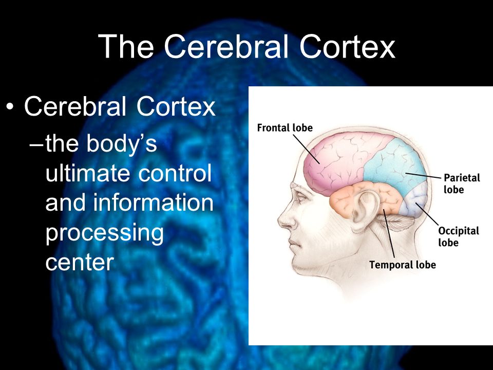 The Cerebral Cortex Cerebral Cortex