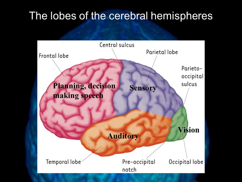 The lobes of the cerebral hemispheres