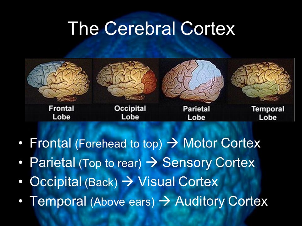 The Cerebral Cortex Frontal (Forehead to top)  Motor Cortex
