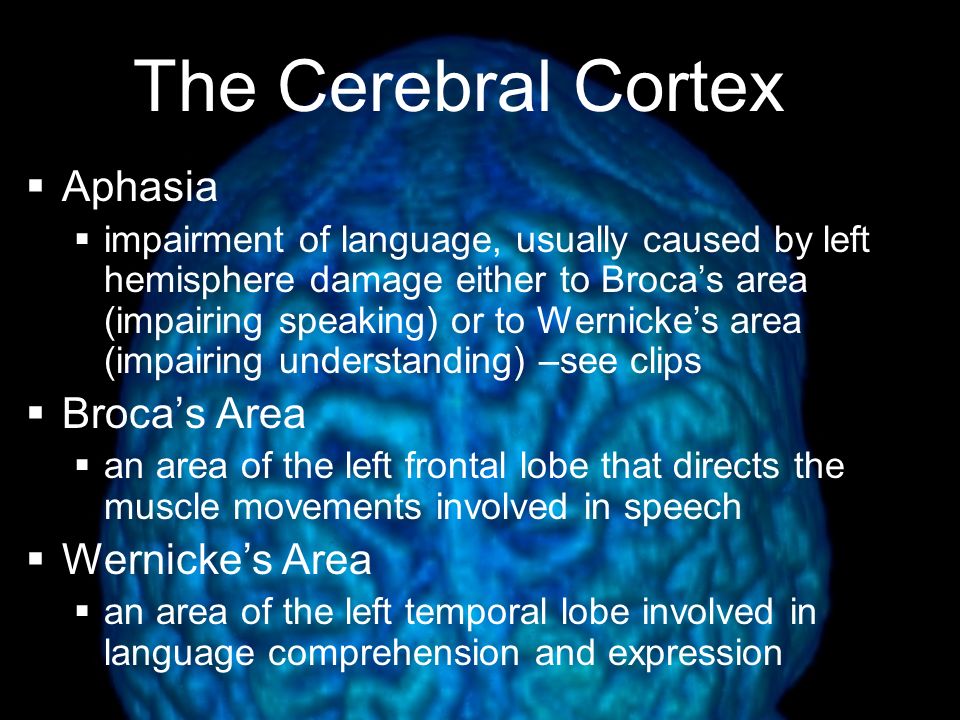 The Cerebral Cortex Aphasia Broca’s Area Wernicke’s Area