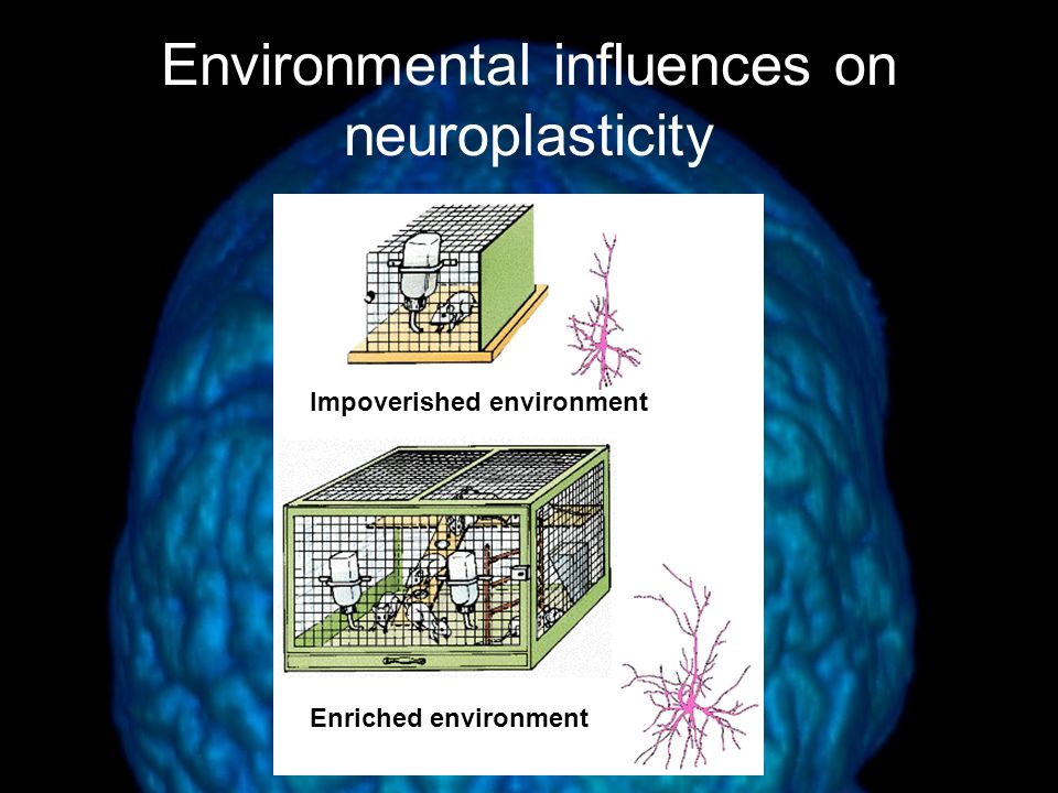 Environmental influences on neuroplasticity