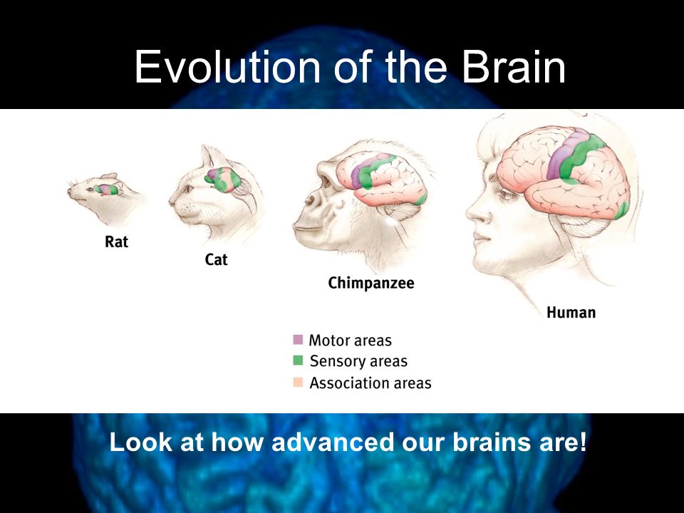 Look at how advanced our brains are!