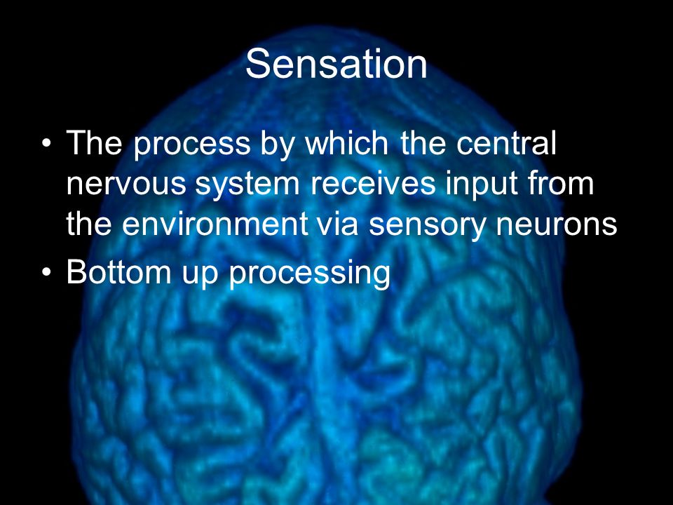Sensation The process by which the central nervous system receives input from the environment via sensory neurons.