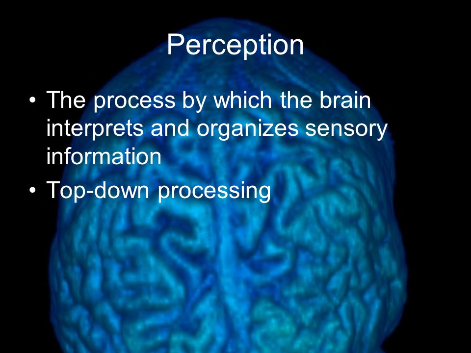 Perception The process by which the brain interprets and organizes sensory information.