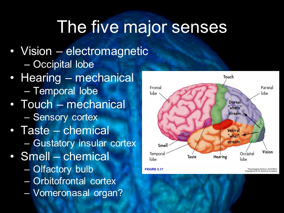 The five major senses Vision – electromagnetic Hearing – mechanical