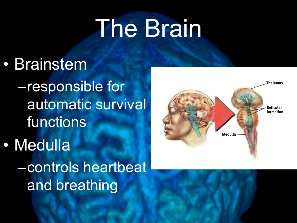 The Brain Brainstem Medulla
