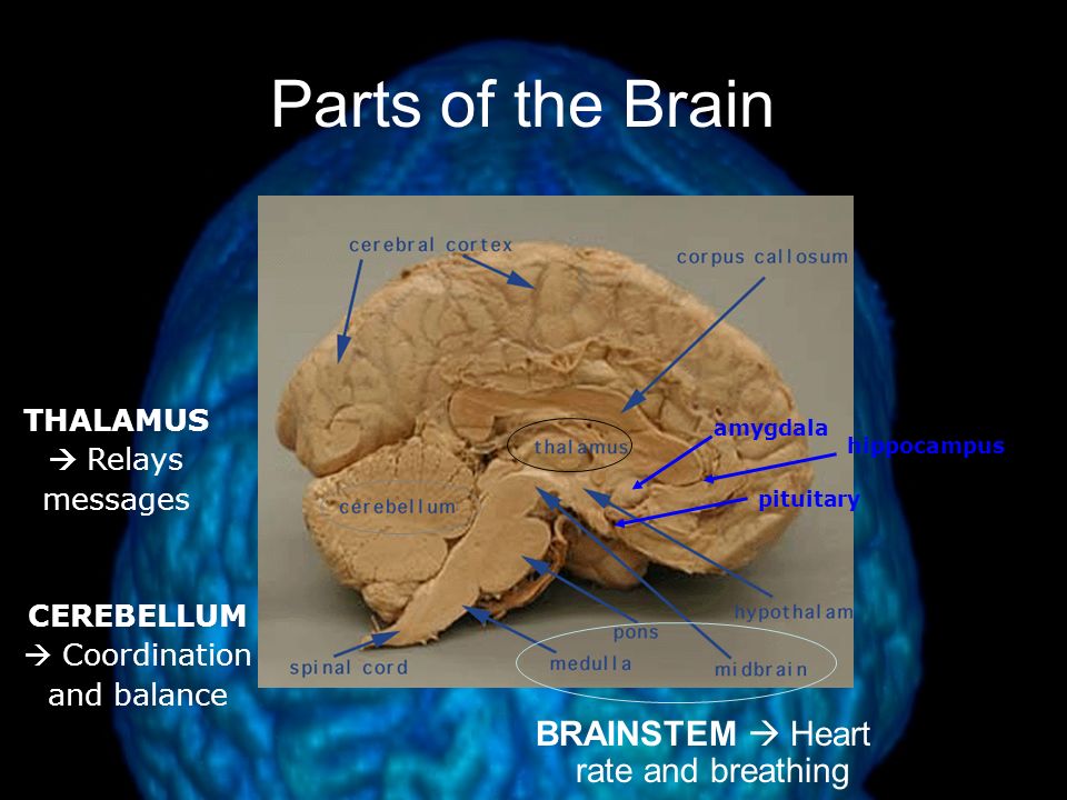 Parts of the Brain BRAINSTEM  Heart rate and breathing THALAMUS