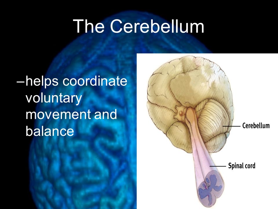 The Cerebellum helps coordinate voluntary movement and balance