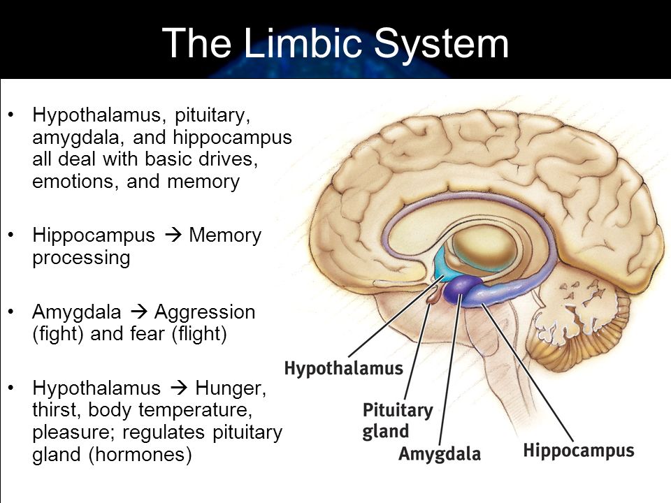 The Limbic System Hypothalamus, pituitary, amygdala, and hippocampus all deal with basic drives, emotions, and memory.